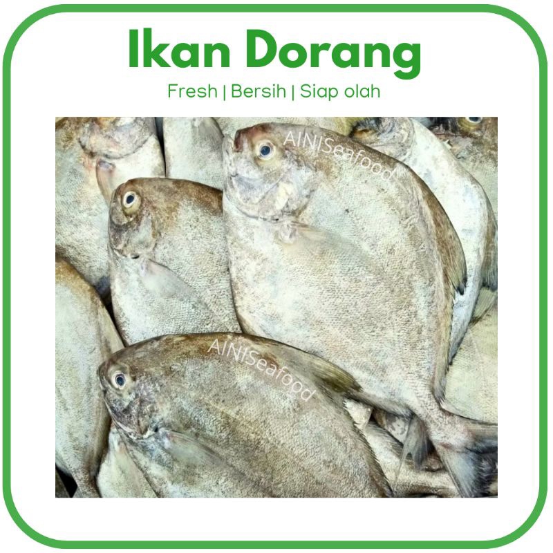 

Ikan Laut Dorang / Bawal Hitam - 500 gram