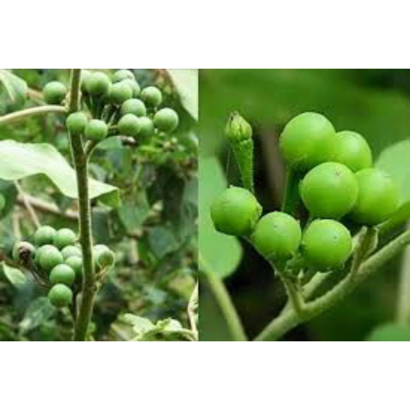 

buah takokak pres segar 500grm