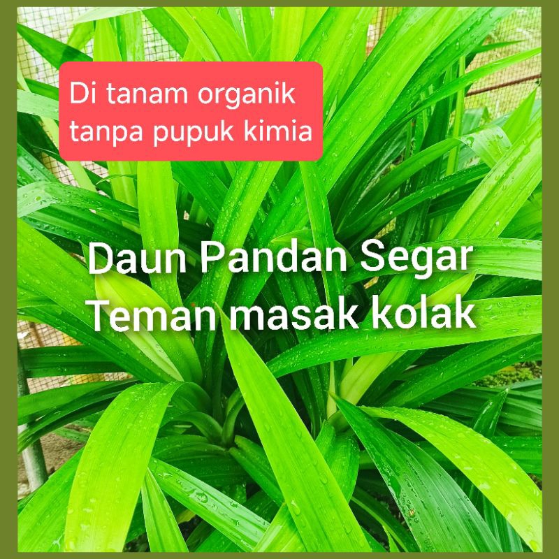 

Daun Segar Pandan Wangi Organik ( 1 lembar)