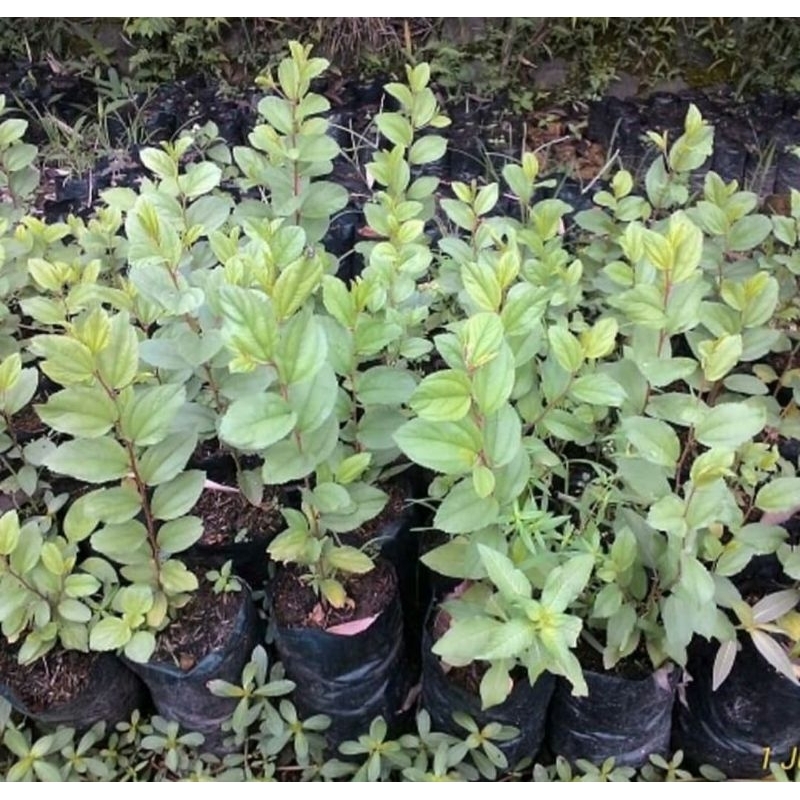 Bibit Pohon Bidara