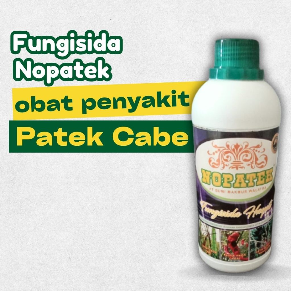nopatek obat patek cabe