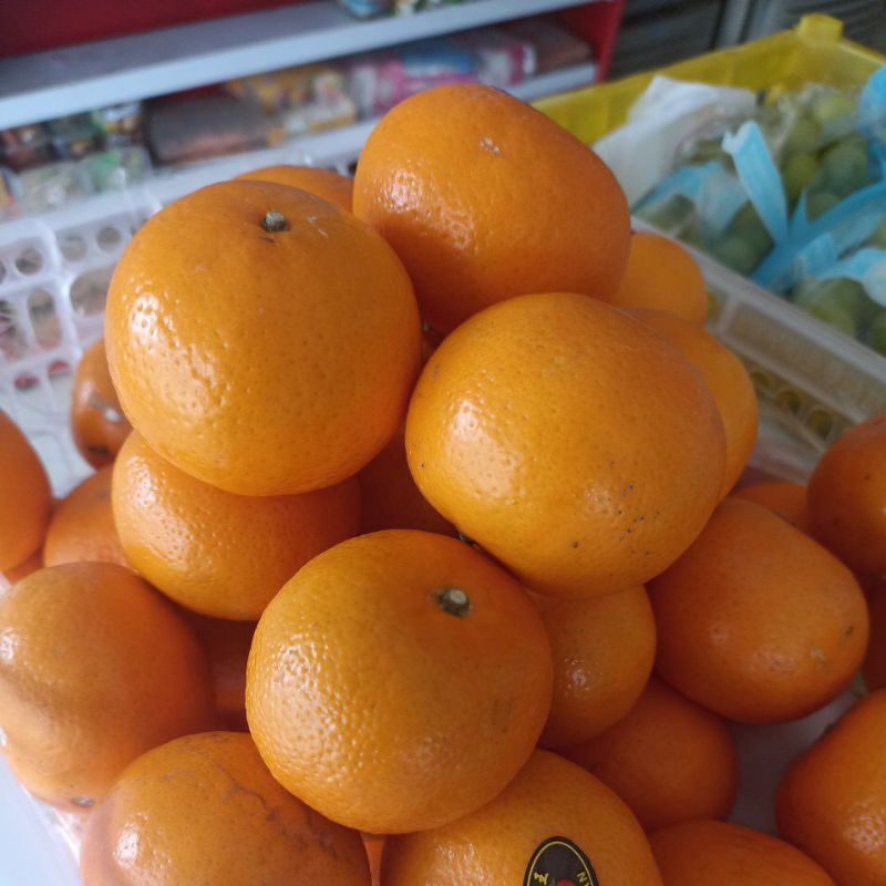 

jeruk wogan 1kg import