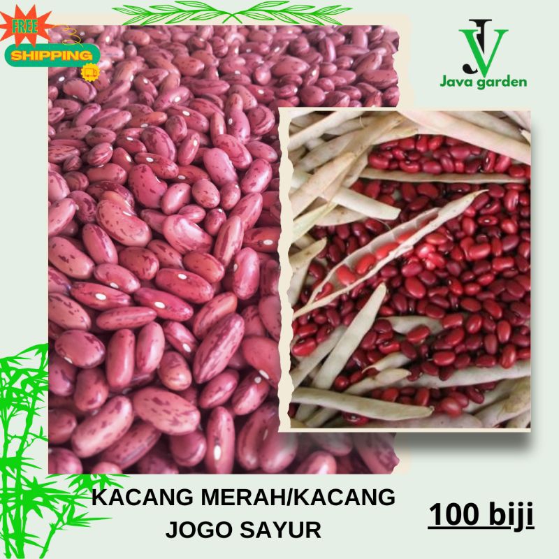 

BENIH BIJI KACANG MERAH LURIK|KACANG MERAH 100 BIJI