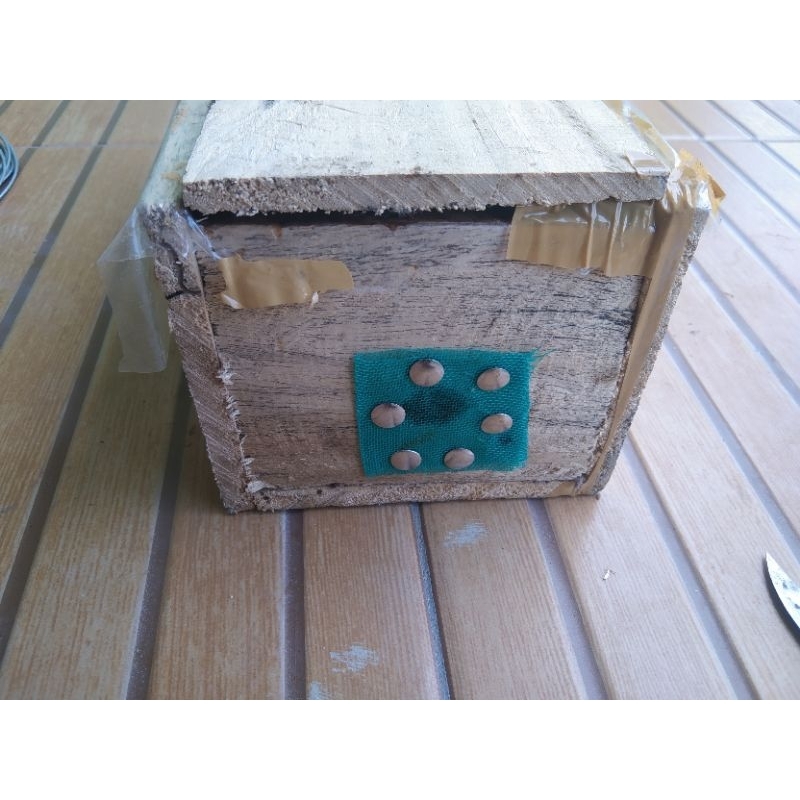 Lebah Trigona Biroi l Hasil Split