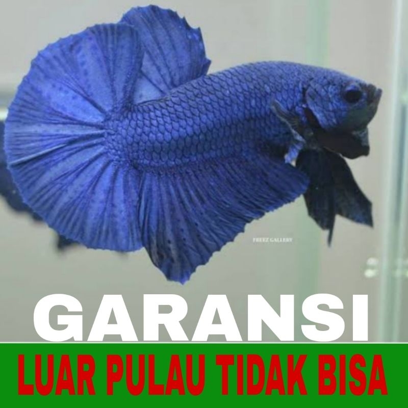 ikan cupang plakat dragon 10 pcs bergaransi