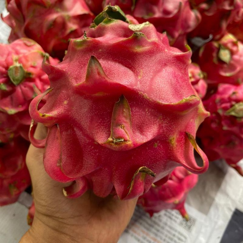 

Buah Naga Merah Ukuran Besar (Dragon Fruits)
