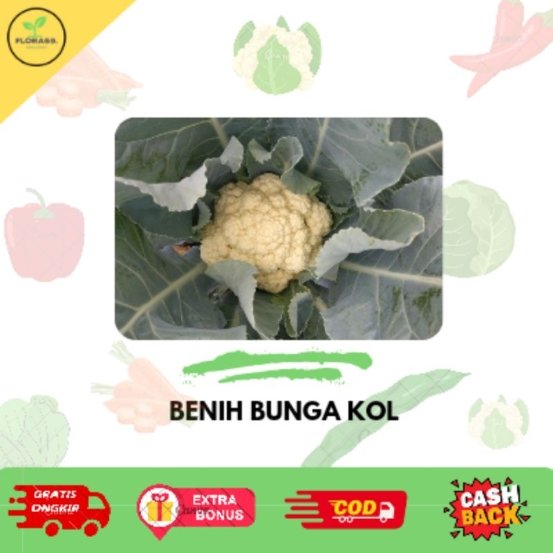 

Benih bunga kol unggulan berkualitas benih sayuran bunga kol hidroponik benih terbaik