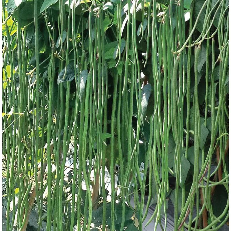 benih kacang panjang buntut merah