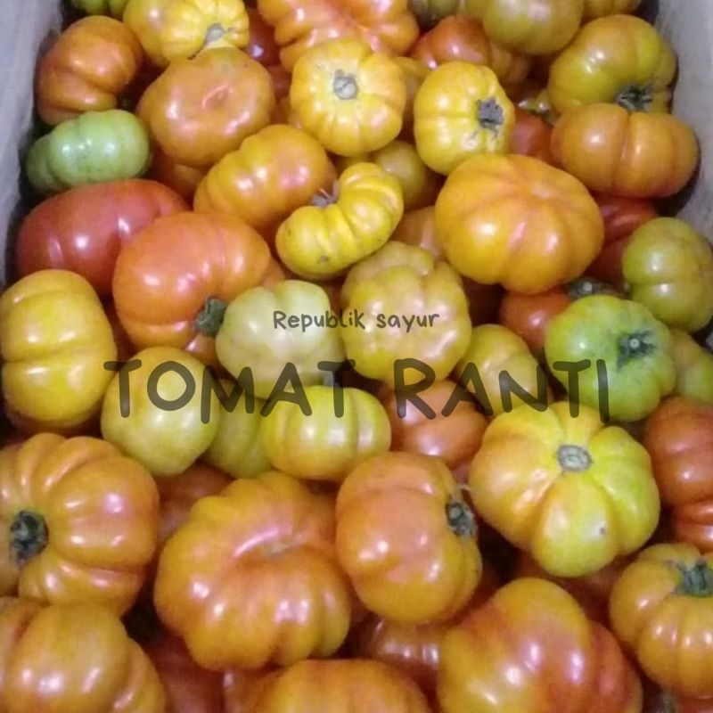 

Tomat Ranti , Tomat Ranti Banyuwangi , Tomat Mawar , Tomat Keriting