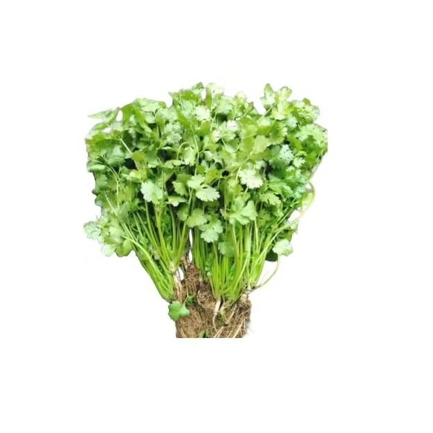

INSTAN - DAUN KETUMBAR / WANSUI 100GRAM