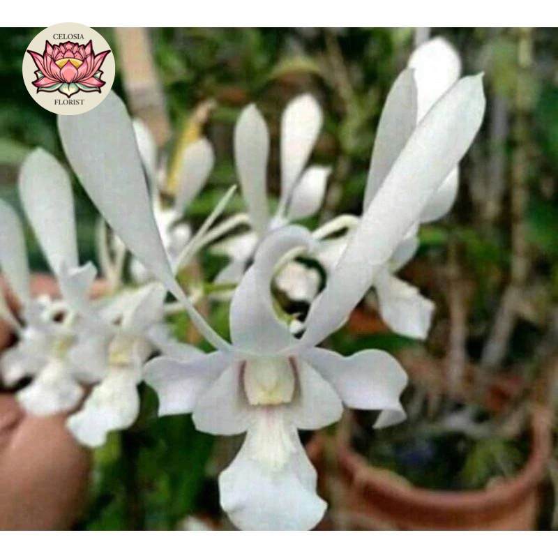 tanaman hias anggrek dendrobium capung bali white - anggrek murah