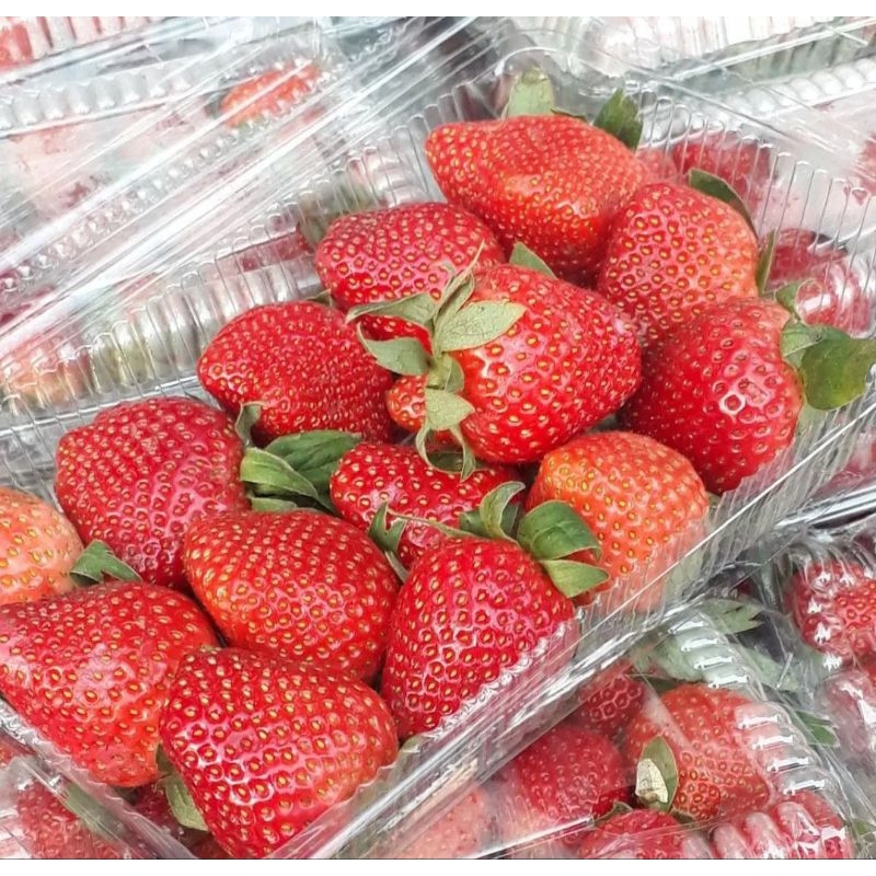 

Juraganbuah Buah Strawberry Organik Lokal Bandung