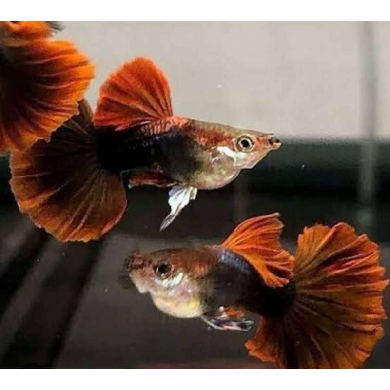Hiasan Aquarium Hb Red Rose Tail