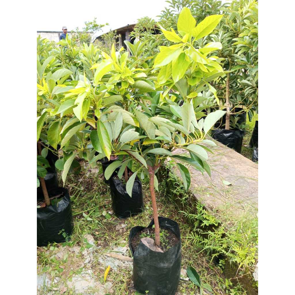 

LIVE- Alpukat TA21 PACKING KAYU