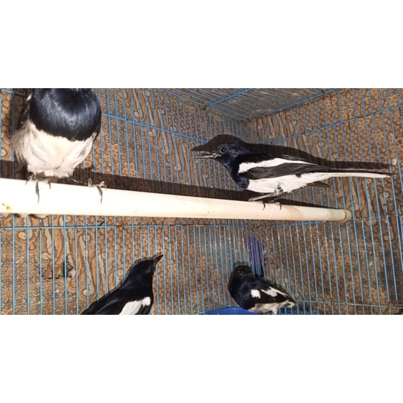 burung Kacer daput pilhan