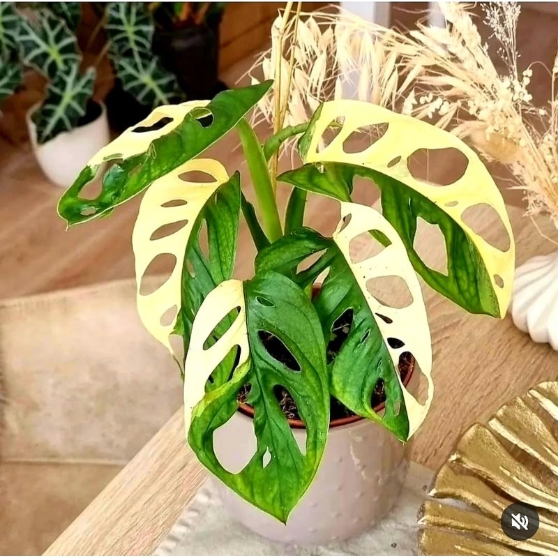 Monstera Andasoni Variegata / Tanaman Hias Hidup / Bunga Hidup / Tanaman Hidup