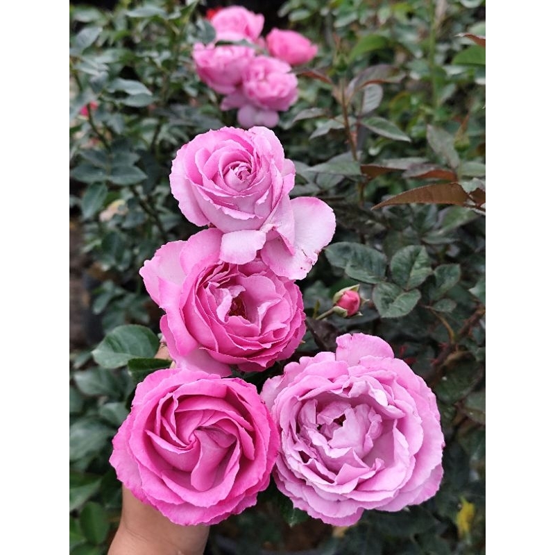 Mawar Import Alexandra David Neel, Mawar ungu