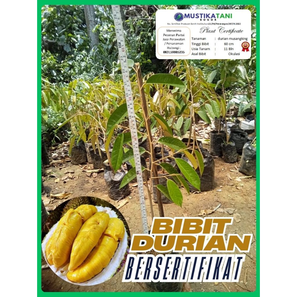 Bibit Durian Bersertifikat 50-60 cm – Musang King, Bawor, Duri Hitam, Montong – Pilih Packing Sesuai