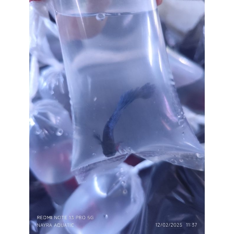 Cupang Halfmoon / cupang HM