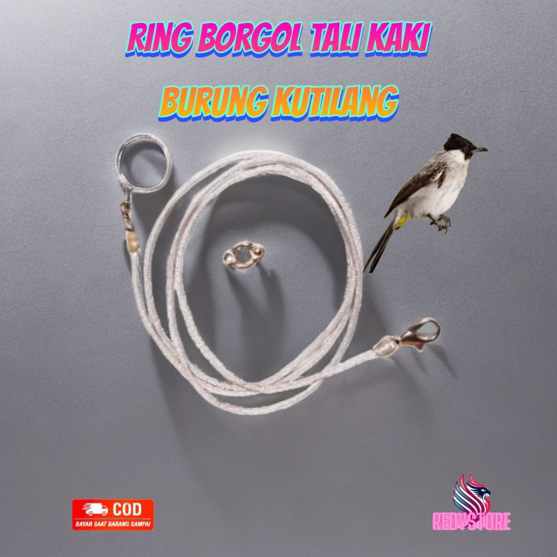ring borgol tali kaki burung kutilang