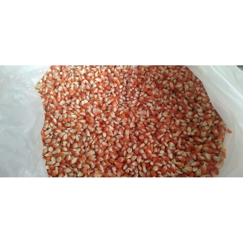 1 kg jagung kering merpati kualitas super pipilan