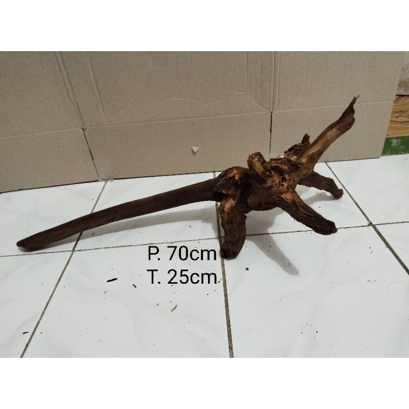 akar santigi gunung aquascape berkarakter