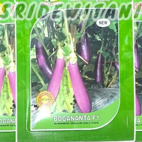 BIBIT TERONG UNGU BOGANANTA F1 5 GRAM (±1100) YOU SEED Setara Benih Antaboga M72 F1 Panah Merah