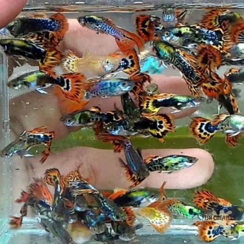 ikan guppy cendol/ikan pakan