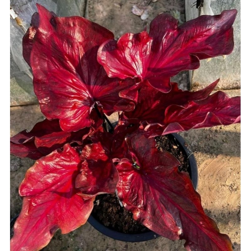 ( BISA COD ) Caladium Anggur Merah merona  Keladi Hias Anggur Merah Tanaman Hias Keladi Murah Meriah