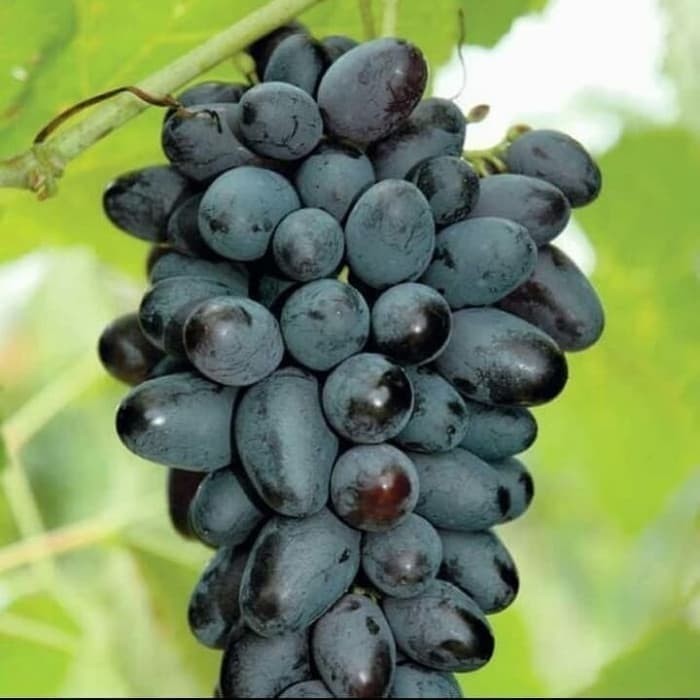 bibit anggur import joy seddles tanpa biji