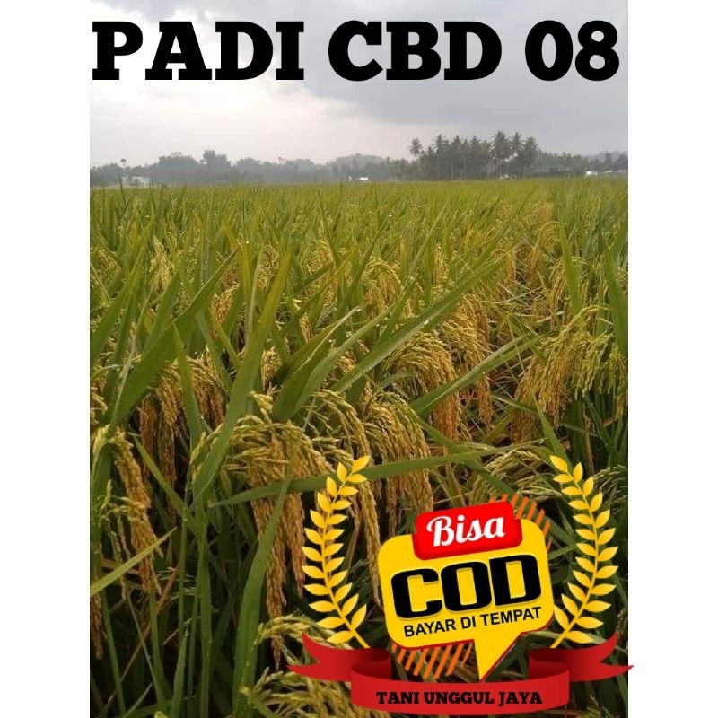 Benih padi unggul CBD 08 kemasan 1kg