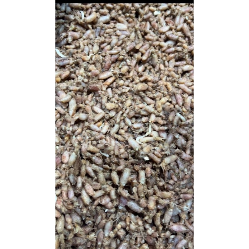 

Baby cumi Medan Super Premium (0,5-1cm) 1kg Tanpa Formalin REAL PICTURE VIDEO