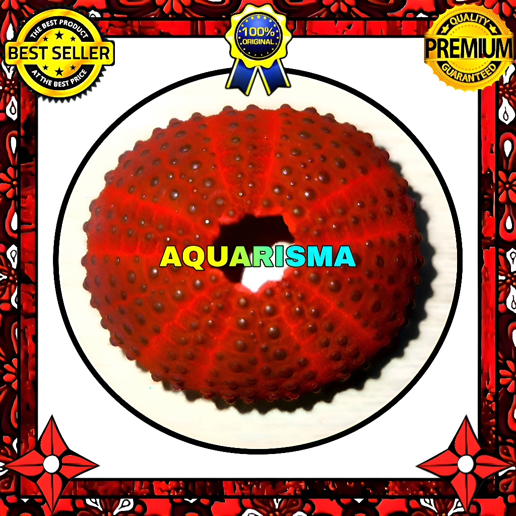 HIASAN DAN KOLEKSI - CANGKANG BULU BABI MERAH COLOBOCENTROTUS SEA URCHINS GRADE A+