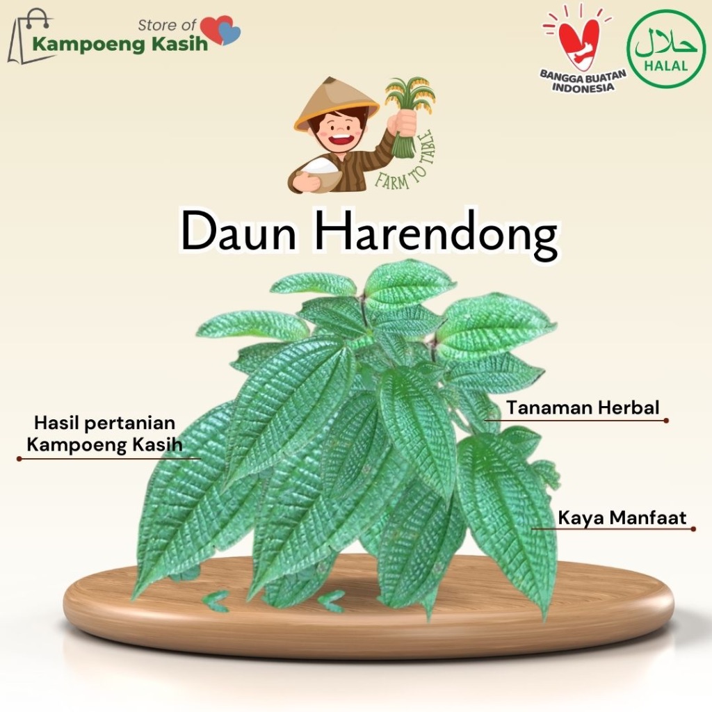 

Daun Harendong Segar / Daun Senggani Tanaman Obat Herbal