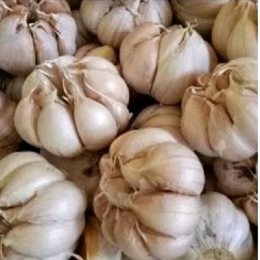 

Bawang Putih Kating Kualitas Premium Murah