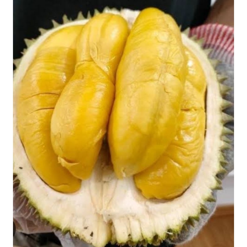 BUAH DURIAN MUSANG KING BULAT UTUH FRESH DURIAN ASLI MALAYSIA