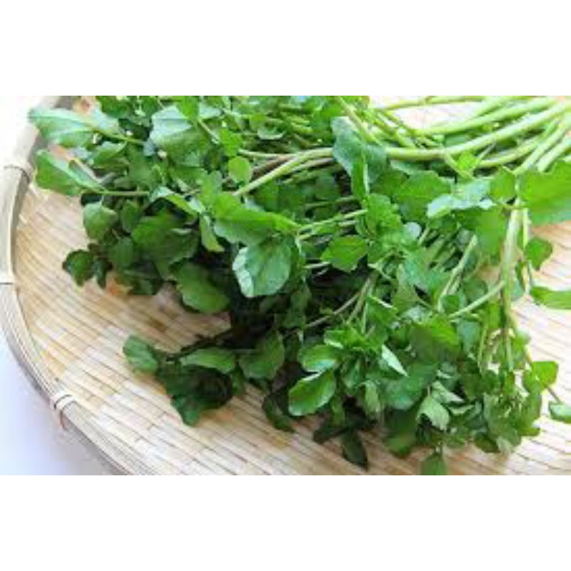 

SAYUR PARET 1 IKAT