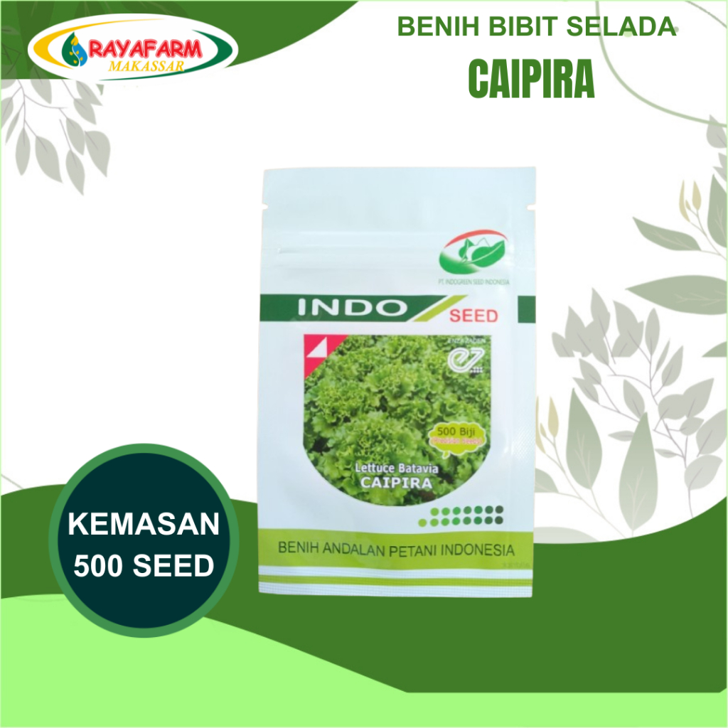 Benih Bibit Selada Batavia Caipira 500 Seed - Indo Seed