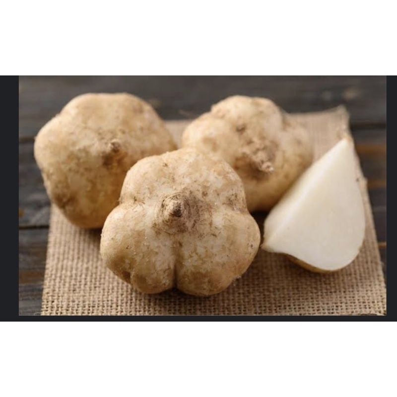 

bengkoang/bengkuang/besusu