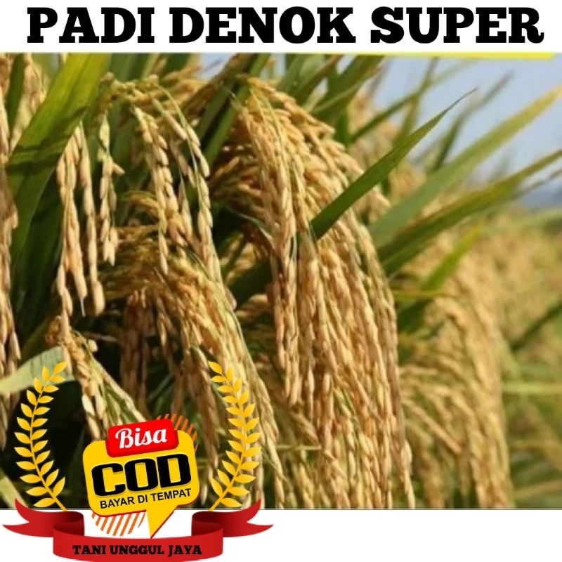 Benih Padi Denok Super Kemasan 1kg