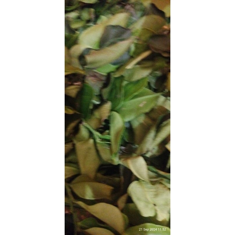 

DAUN JERUK PURUT