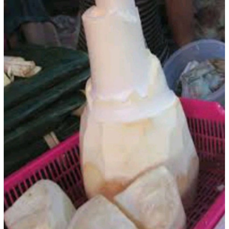 

humbut aren segar 1kg