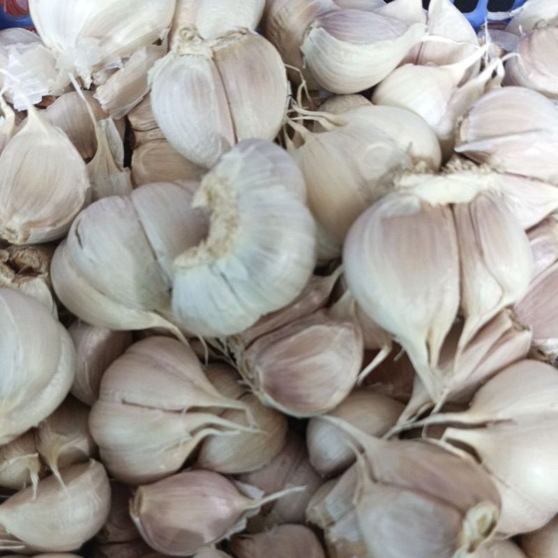 

Bawang putih kating 1kg bersih