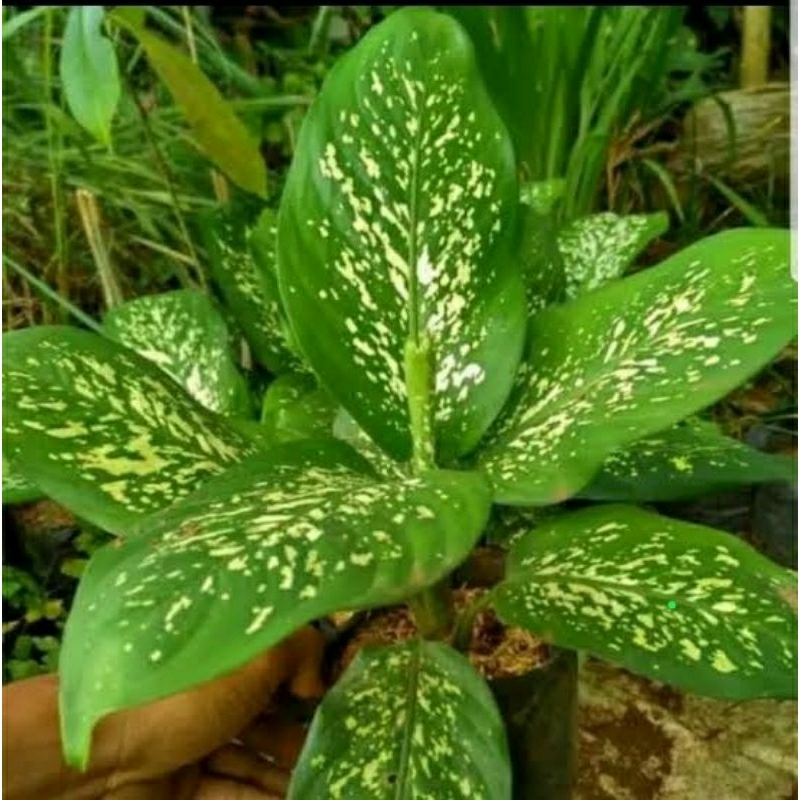 Tanaman Hias AGLONEMA Hijau Putih/AGLONEMA Tumpah Beras