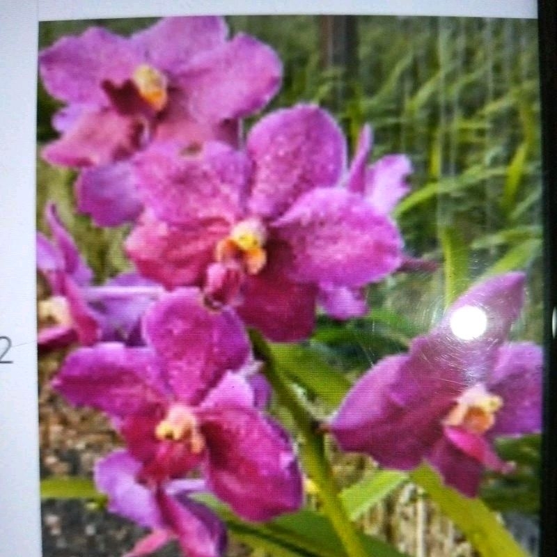 VANDA | ANGGREK VANDA MIMI PALMER X DR.ANEK#480