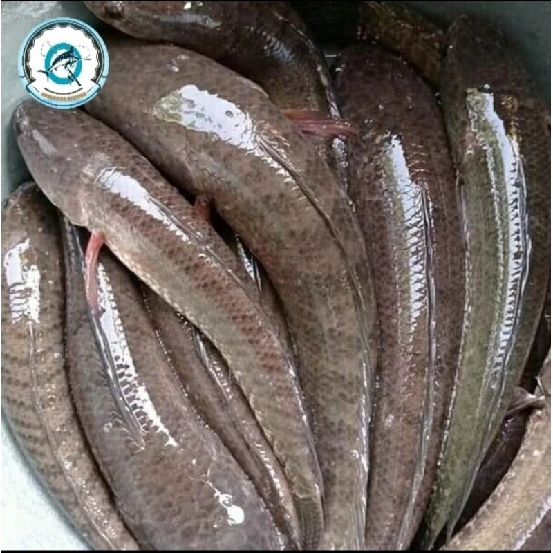 

ikan gabus tawar