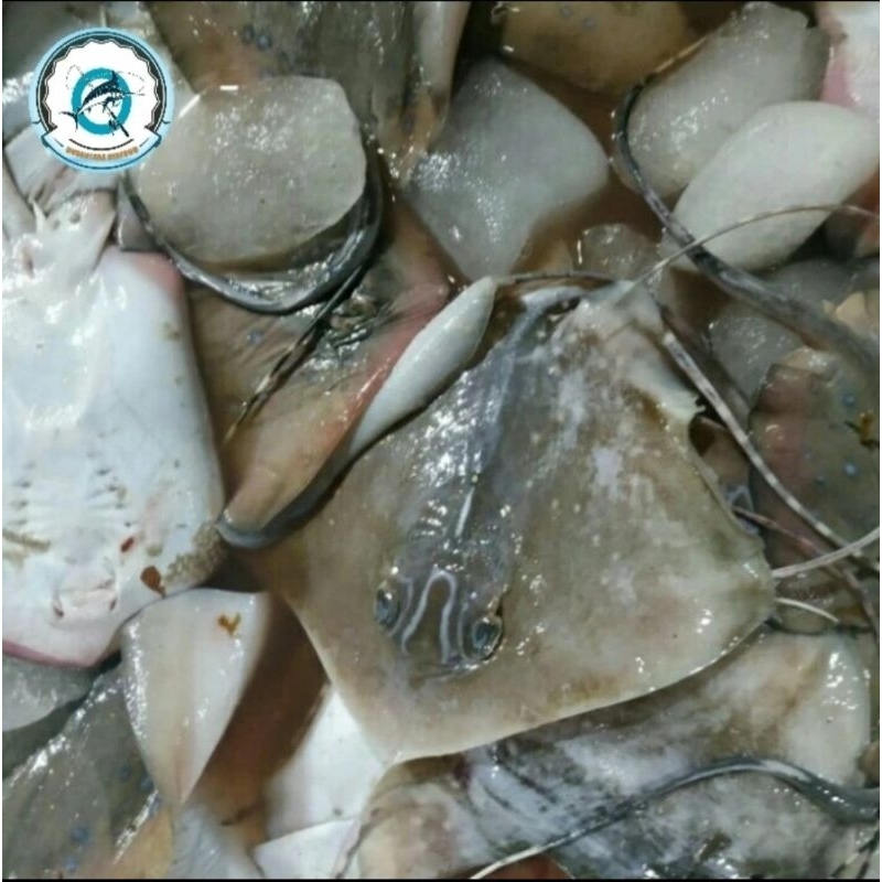 

Ikan pari