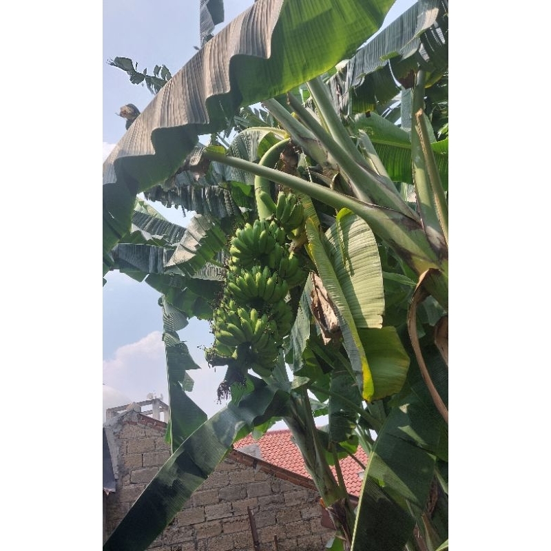 

Pisang Raja Sereh 1 Sisir