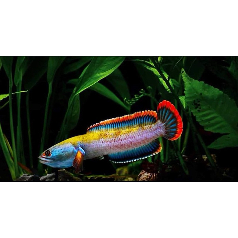 baby limbata asli calon istimewa dan rim merah