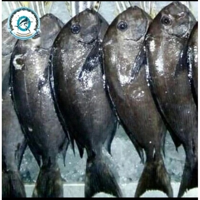 

Ikan baronang hitam
